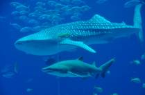 Tubarão nada junto com Tubarão-Baleia no Aquário de Atlanta, na Georgia - EUA